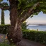Großer Baum mit dickem Stamm und Blick auf See und Berge im Hintergrund