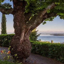 Großer Baum mit dickem Stamm und Blick auf See und Berge im Hintergrund