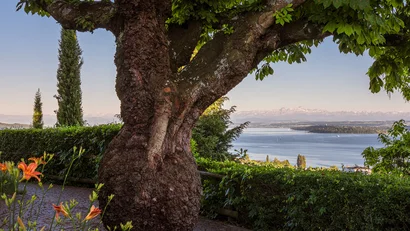 Großer Baum mit dickem Stamm und Blick auf See und Berge im Hintergrund