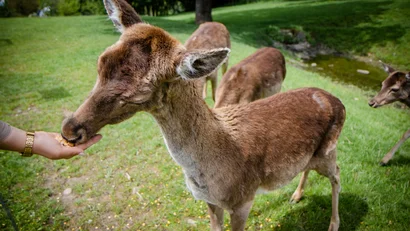 Ein Reh frisst aus einer Hand auf einer grünen Wiese mit anderen Rehen im Hintergrund