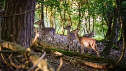 Mehrere Rehe in einem bewaldeten Gebiet mit Sonnenlicht