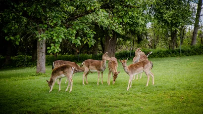 Gruppe von Rehen grast auf einer grünen Wiese unter Bäumen
